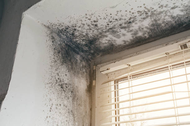 Affordable Mold Inspection And Testing solutions in Streamwood, IL